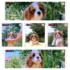 WEB Collage