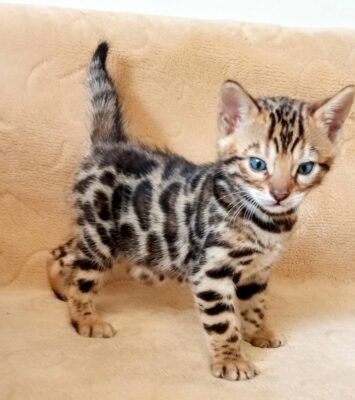 viber slika 2025 10 14 15 31 52 784