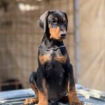 viber slika 2025 09 05 14 35 23 741