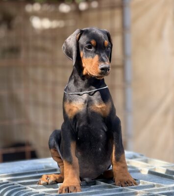 viber slika 2025 09 05 14 35 23 741