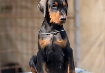 viber slika 2025 09 05 14 35 23 741