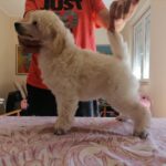 viber slika 2025 12 05 13 06 38 396 – kopija