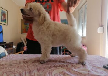 viber slika 2025 12 05 13 06 38 396 – kopija