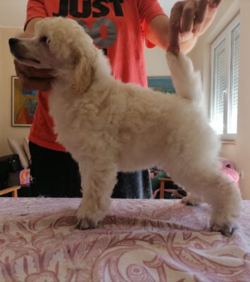 viber slika 2025 12 05 13 06 38 396 – kopija