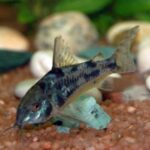 Muljas Corydoras Paleatus 1