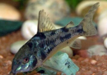 Muljas Corydoras Paleatus 1