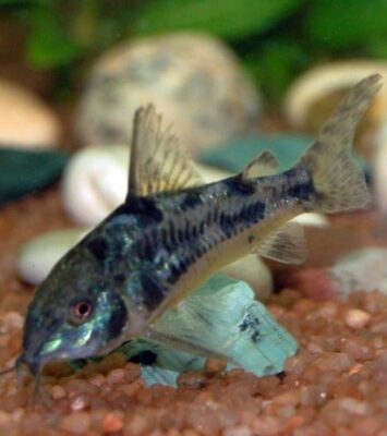 Muljas Corydoras Paleatus 1