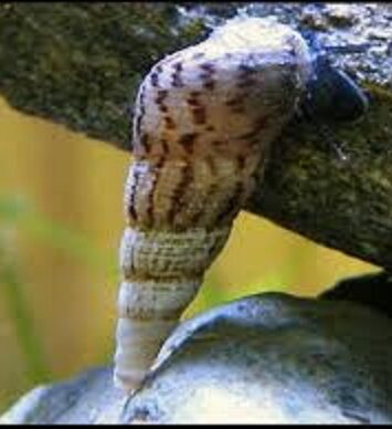 Puzevi Maleziski za akvarijum 1