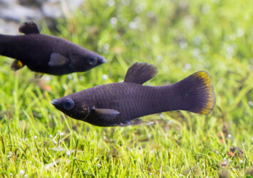 black molly pesce 1