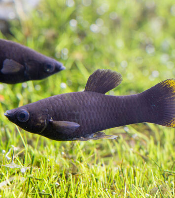 black molly pesce 1