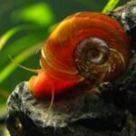 ulitki katushki v akvariume osobennosti polza i vred 5