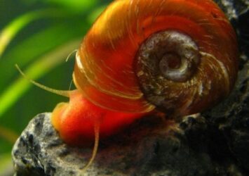 ulitki katushki v akvariume osobennosti polza i vred 5