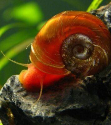 ulitki katushki v akvariume osobennosti polza i vred 5