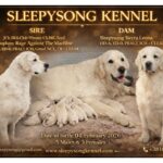 REGGIE x Sierra Litter 2026