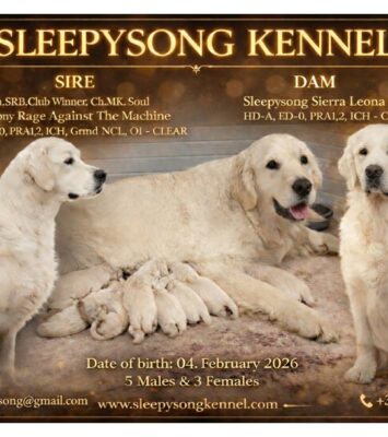 REGGIE x Sierra Litter 2026