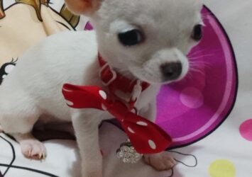 001 viber slika 2026 04 07 12 07 49 064