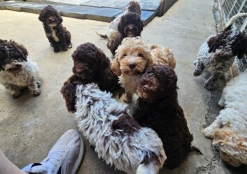 lagotto 01a