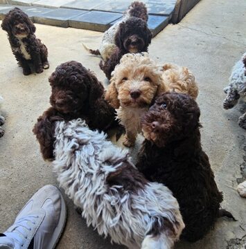lagotto 01a